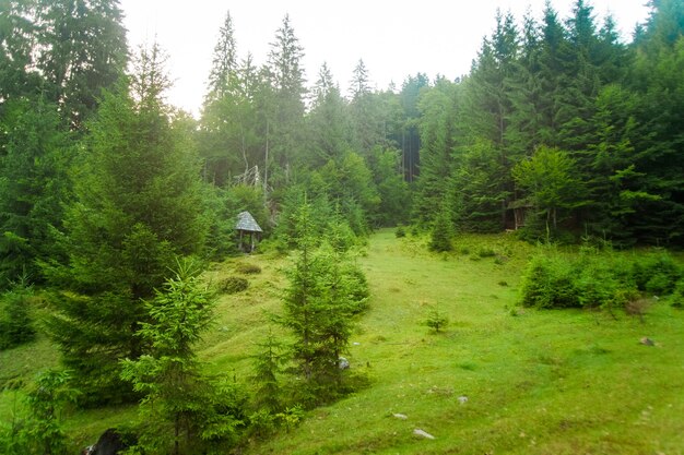 Beautiful pine trees on  mountains