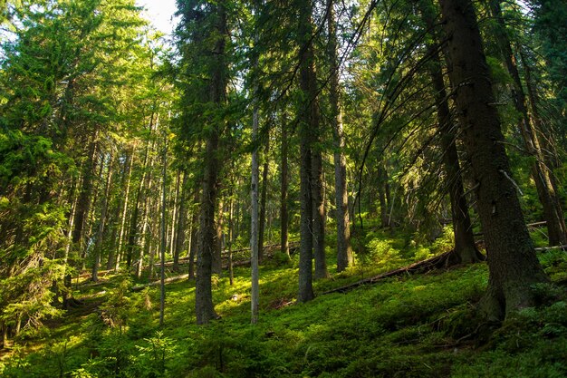 Beautiful pine trees on mountains