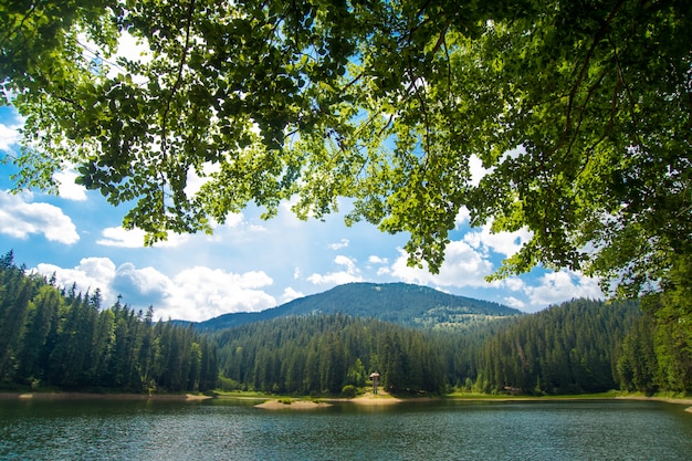 Beautiful pine trees on  mountains