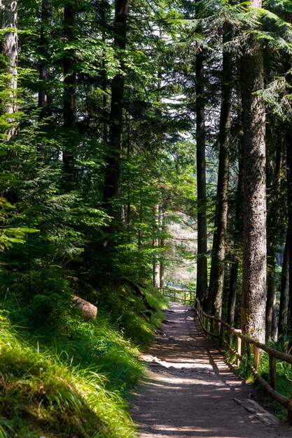 Beautiful pine trees on  mountains