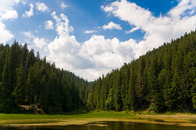 Beautiful pine trees on  mountains