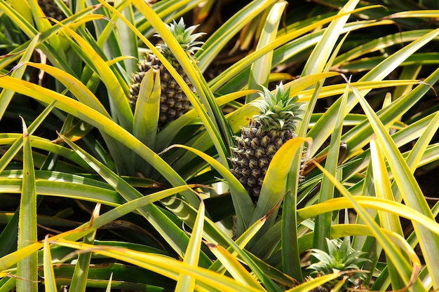 Beautiful pineapple plant in South Africa during daytime