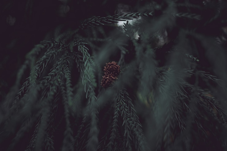 Free Photo beautiful pinecone on a pine tree in a forest