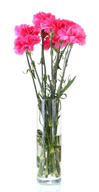 Beautiful pink carnations in glass vase isolated on white