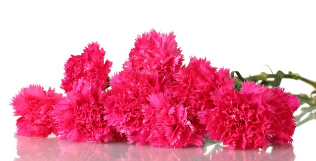 Beautiful pink carnations isolated on white