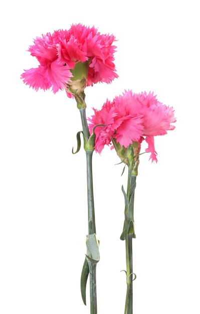 Beautiful pink carnations isolated on white