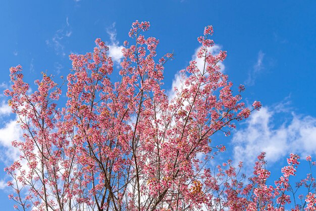 北タイ、チェンマイ、タイで咲くサクサの花のような美しいピンクの桜サクラcerasoides野生のヒマラヤ桜。