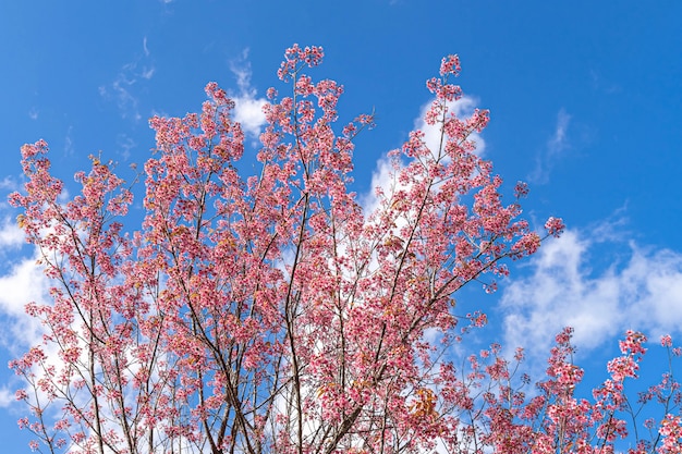 Beautiful pink cherry prunus cerasoides Wild Himalayan Cherry like sakusa flower blooming at north thailand , Chiang Mai ,Thailand.