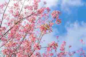 Free photo beautiful pink cherry prunus cerasoides wild himalayan cherry like sakusa flower blooming at north thailand , chiang mai ,thailand.