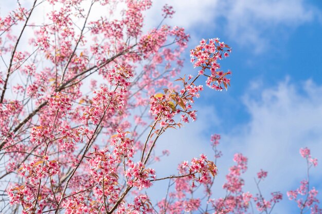 Beautiful pink cherry prunus cerasoides Wild Himalayan Cherry like sakusa flower blooming at north thailand , Chiang Mai ,Thailand.