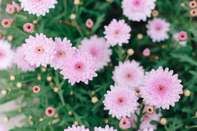 Beautiful pink chrysanthemum 