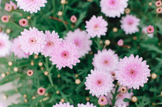 beautiful pink chrysanthemum 