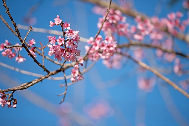 美しいピンクの花の背景