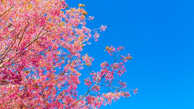 Beautiful pink flower blossom