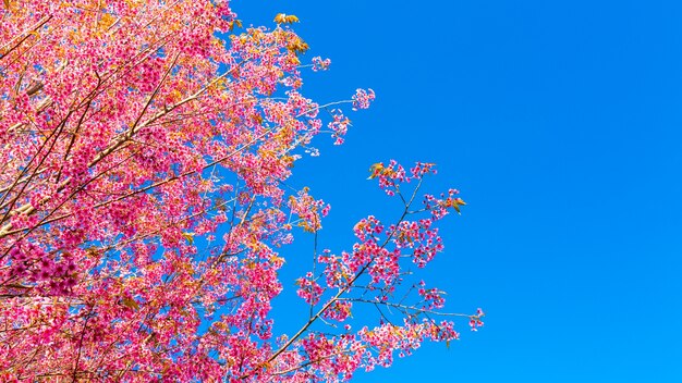 美しいピンクの花の花