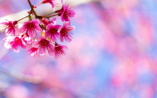 Beautiful pink flower blossom