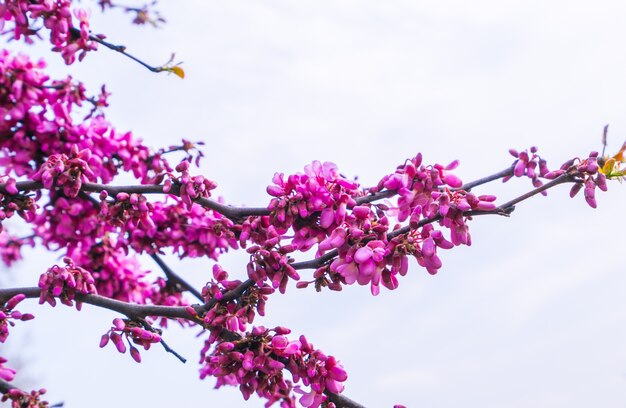 Beautiful pink flower blossom .