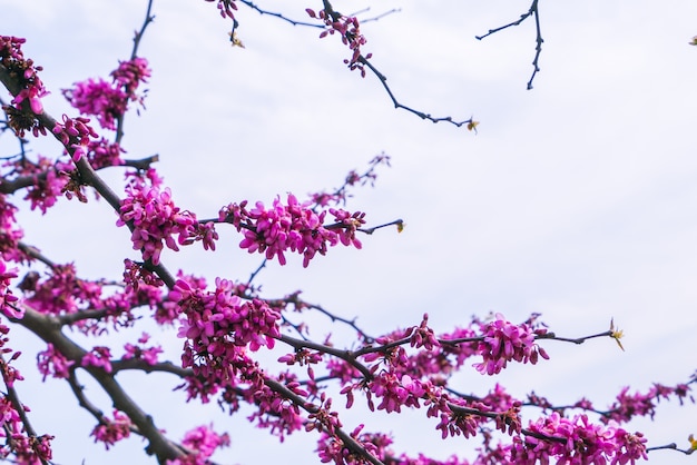 Beautiful pink flower blossom .