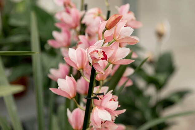 無料写真 美しいピンクの花の装飾