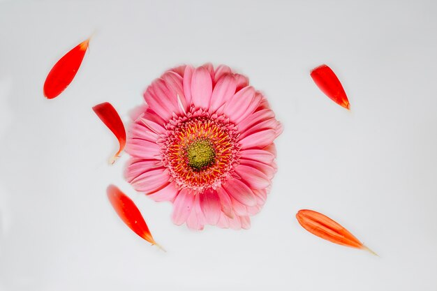 Beautiful pink flower and petals