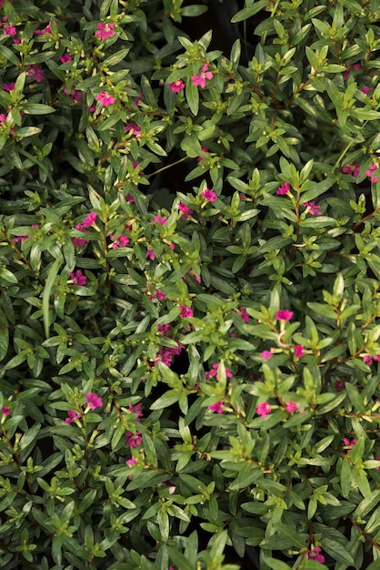 Beautiful pink flower plants