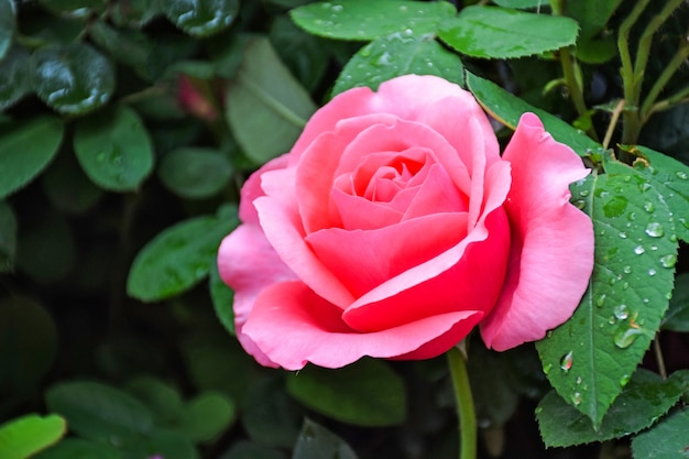 Красивый розовый цветок