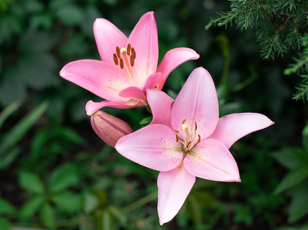 Beautiful pink flowers of lilies