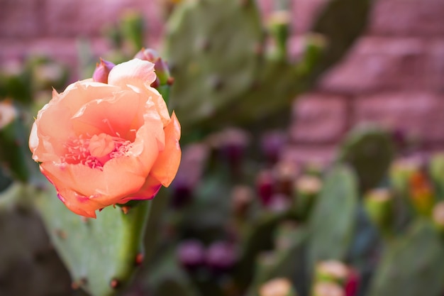가시 선인장의 아름다운 분홍색 꽃 프리미엄 사진