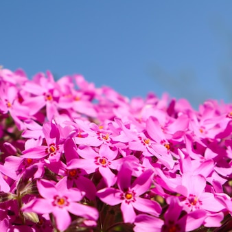 Beautiful pink flowers (phlox) in spring against blue sky