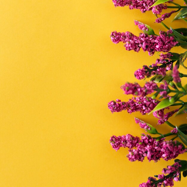 Beautiful pink flowers on yellow background