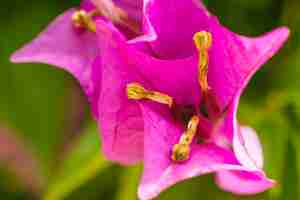 Foto gratuita belle fioriture fresche rosa con pistilli gialli