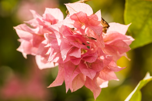 美しいピンクの新鮮な花と緑の葉