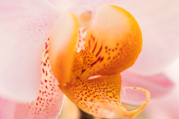 Beautiful pink fresh flower petals