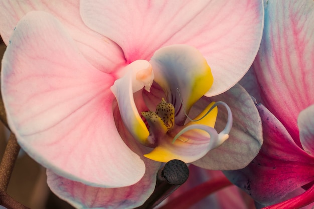 黄色の雌しべと美しいピンクの新鮮な花