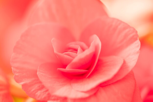 Beautiful pink fresh flower