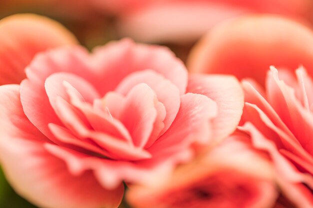 Beautiful pink fresh flowers