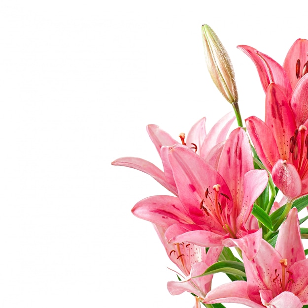 Free photo beautiful pink lily, isolated on white