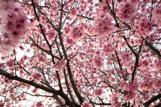 Beautiful pink peach tree blossom