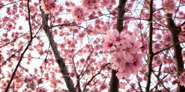 아름다운 분홍색 복숭아 나무 꽃