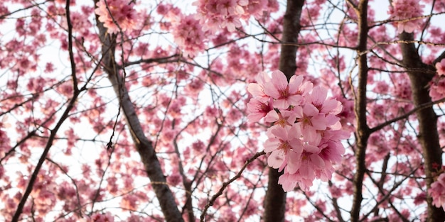 Beautiful pink peach tree blossom