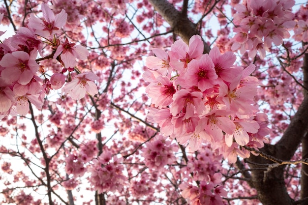 無料写真 美しいピンクの桃の木々の花