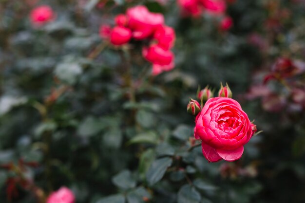 Beautiful pink peony flower in garden