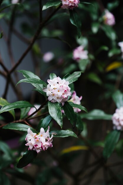 庭の美しいピンクの花びらの花