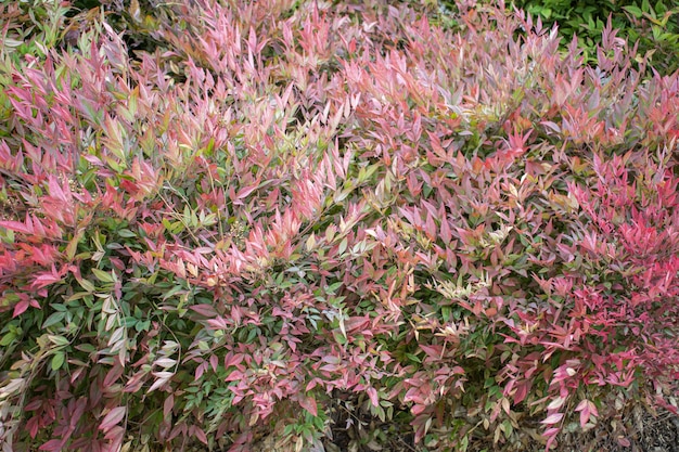 아름다운 분홍색 식물