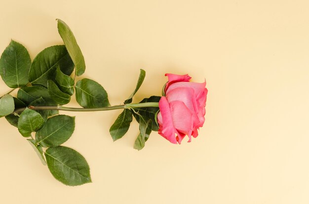 Beautiful pink rose in flat lay