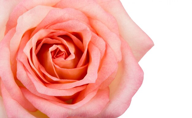 Beautiful pink rose  isolated on white background