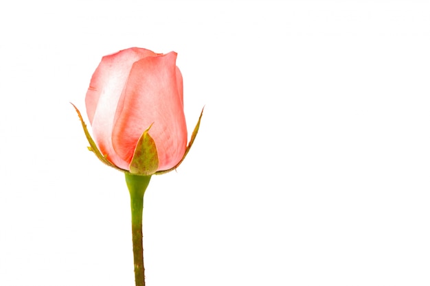 Beautiful pink rose  isolated on white background