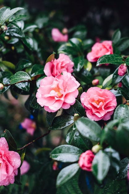 beautiful pink rose