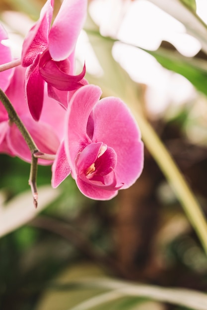 Beautiful pink rose