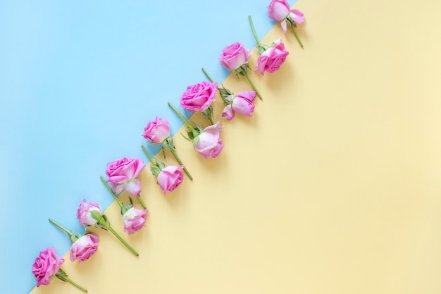Красивые розовые розы на двухцветном фоне